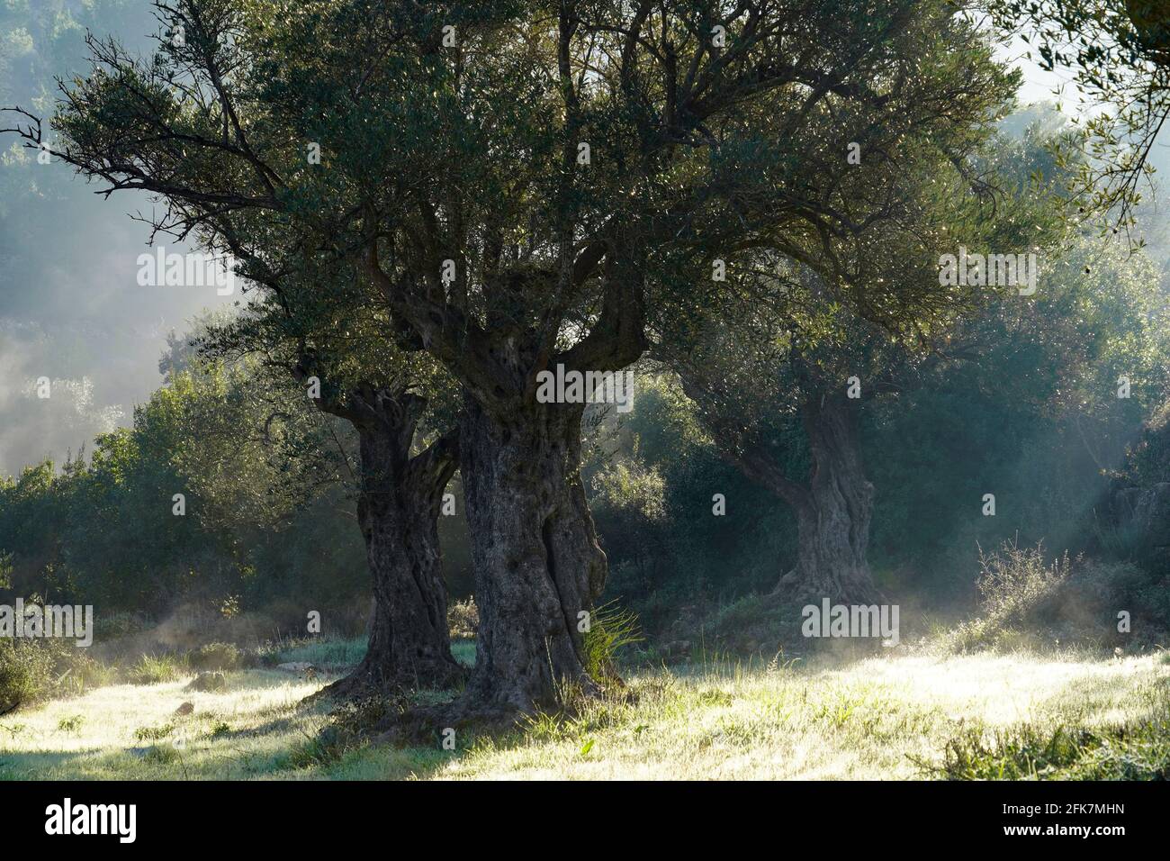 Le tronc d'un vieil olivier photographié à Sataf, Jérusalem, Israël Banque D'Images
