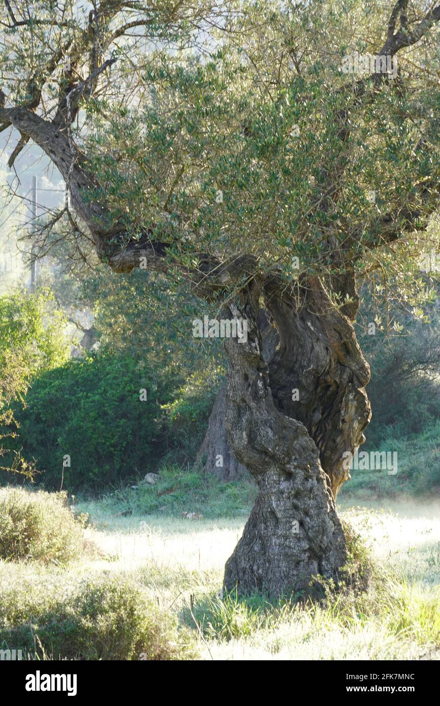 Le tronc d'un vieil olivier Banque D'Images