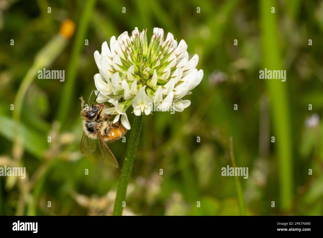 Abeille occidentale (APIs mellifera), trèfle blanc (Trifolium repens), ville d'Isehara, préfecture de Kanagawa, Japon. Le pollen d'abeille est visible sur la jambe. Banque D'Images