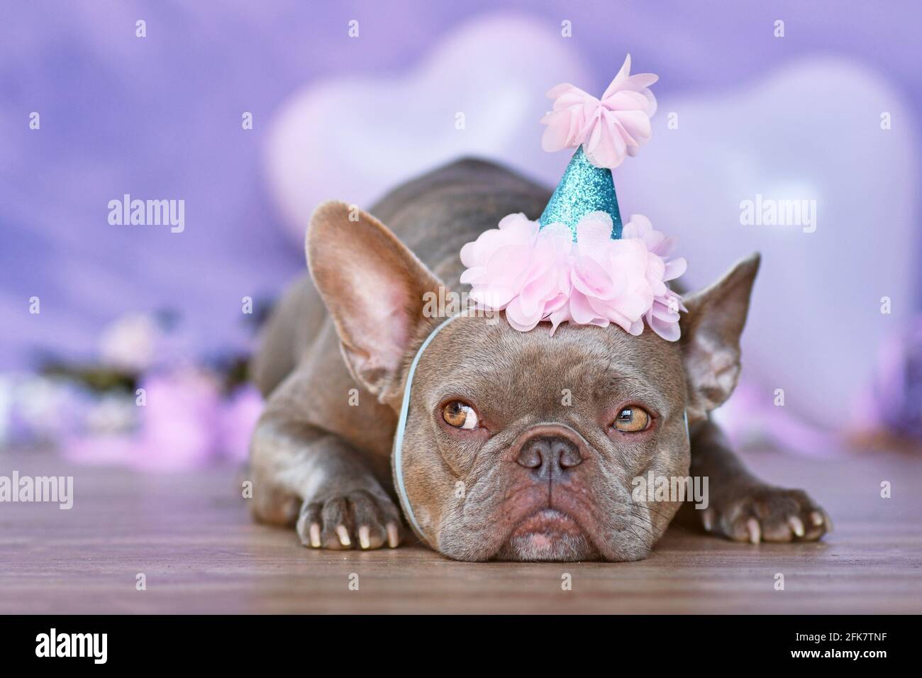 Bulldog français avec pièce d'anniversaire chapeau couché devant d'arrière-plan violet flou Banque D'Images Bulldog français avec pièce d'anniversaire chapeau couché devant d'arrière-plan violet flou Banque D'Images