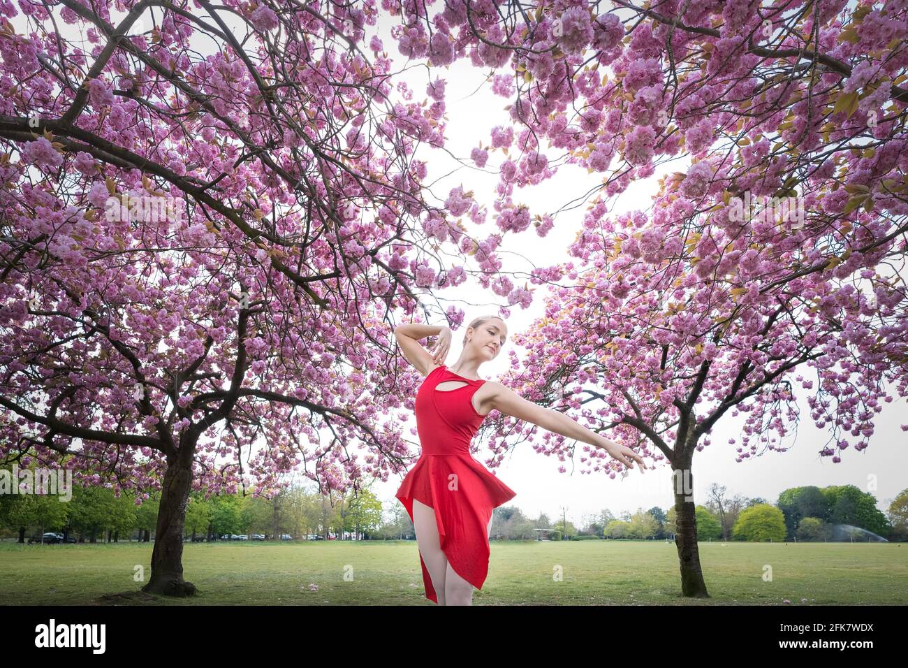 Londres, Royaume-Uni. 29 avril 2021. Journée internationale de la danse : l'ARIA Tilah, étudiant à l'Académie royale de danse, se produit parmi les magnifiques cerisiers en fleurs de Greenwich Park lors de la Journée internationale de la danse. Célébrée pour la première fois en 1982, la Journée internationale de la danse a lieu chaque année depuis l'anniversaire de la naissance de Jean-Georges Noverre (1727-1810), considéré comme le créateur du ballet moderne. Credit: Guy Corbishley/Alamy Live News Banque D'Images