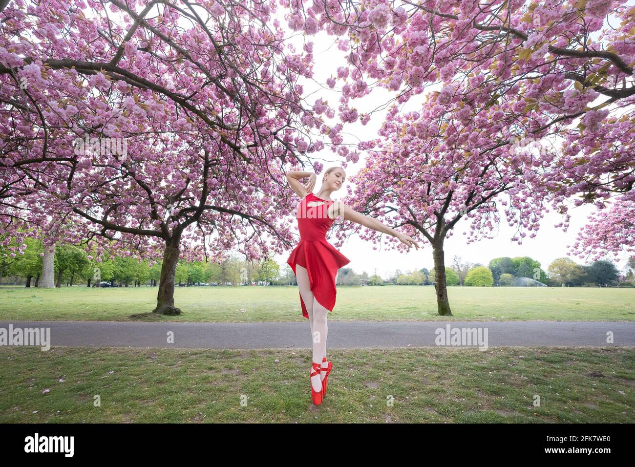 Londres, Royaume-Uni. 29 avril 2021. Journée internationale de la danse : l'ARIA Tilah, étudiant à l'Académie royale de danse, se produit parmi les magnifiques cerisiers en fleurs de Greenwich Park lors de la Journée internationale de la danse. Célébrée pour la première fois en 1982, la Journée internationale de la danse a lieu chaque année depuis l'anniversaire de la naissance de Jean-Georges Noverre (1727-1810), considéré comme le créateur du ballet moderne. Credit: Guy Corbishley/Alamy Live News Banque D'Images