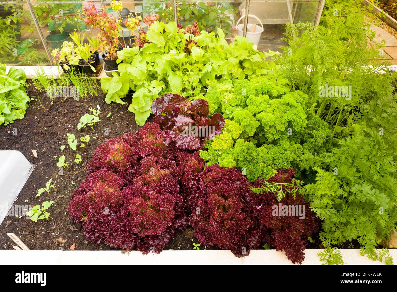 La laitue à feuilles volantes Lollo Rosso pousse dans un planteur relevé Avec d'autres cultures de légumes en salade dans un jardin anglais Banque D'Images