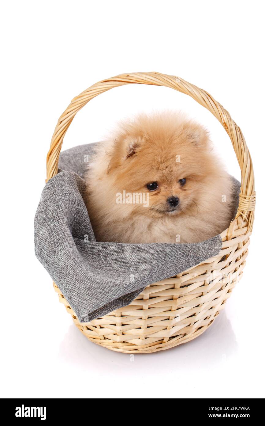 Poméranie Spitz dans un panier en osier isolé sur fond blanc. Prise de vue en studio. Banque D'Images