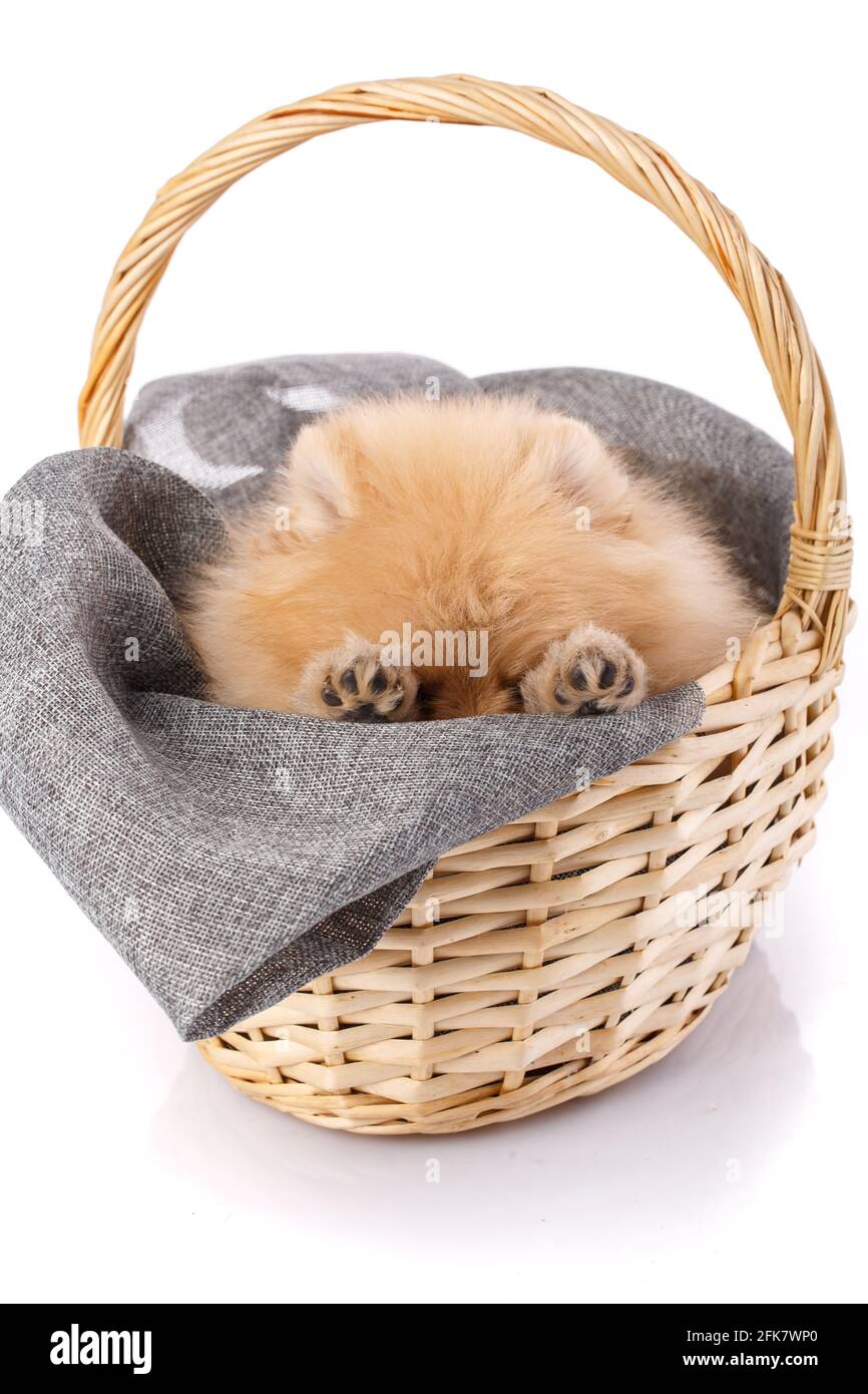 Le chien joueur de la race Poméranie Spitz se cache dans un panier en osier. Prise de vue sur fond blanc. Banque D'Images