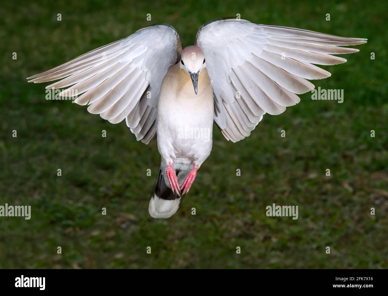 Vol de colombe à ailes blanches (Zenaida asiatica), Galveston, Texas, États-Unis. Banque D'Images