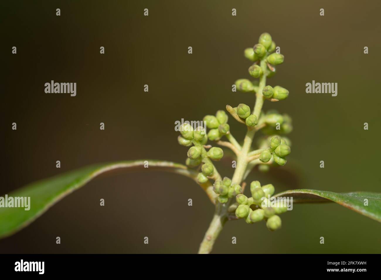 gros plan du bourgeon d'une fleur d'olivier sur la branche d'un olivier au printemps, avec des feuilles délicates, sur fond vert Banque D'Images