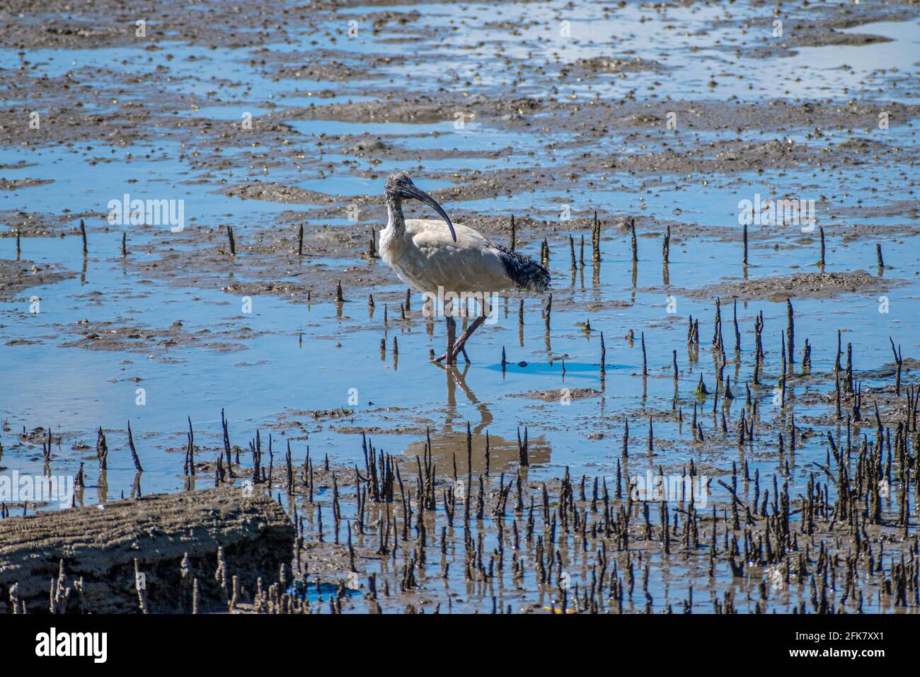 Un Ibis blanc australien (Threskiornis molucca) se forge à manger sur les plates-forme de boue de mangrove du passage Pumicestone près de Brisbane, Queensland, Australie Banque D'Images