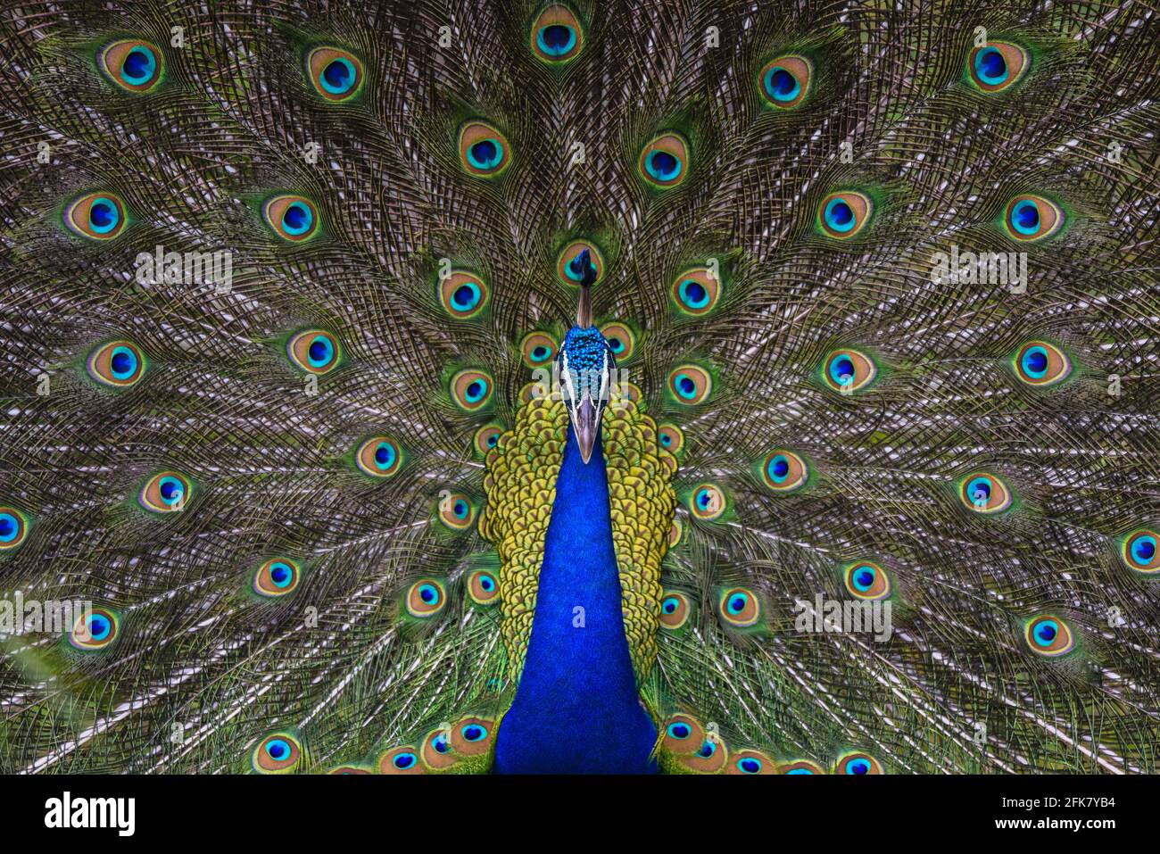 Sri Lanka Beauté Banque D'Images