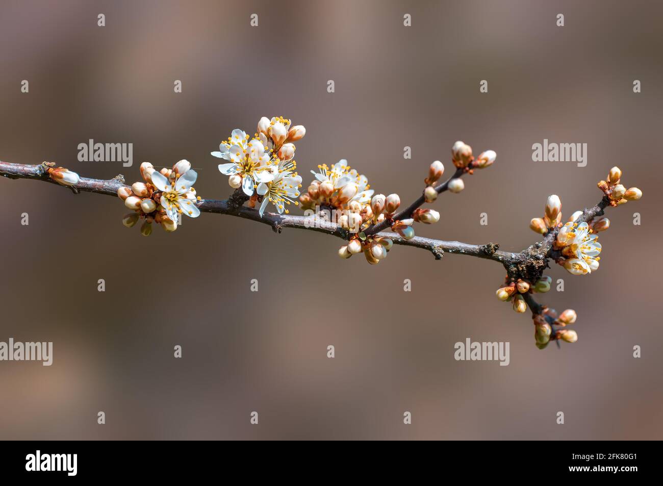 Branche avec de belles fleurs fraîches de printemps Banque D'Images