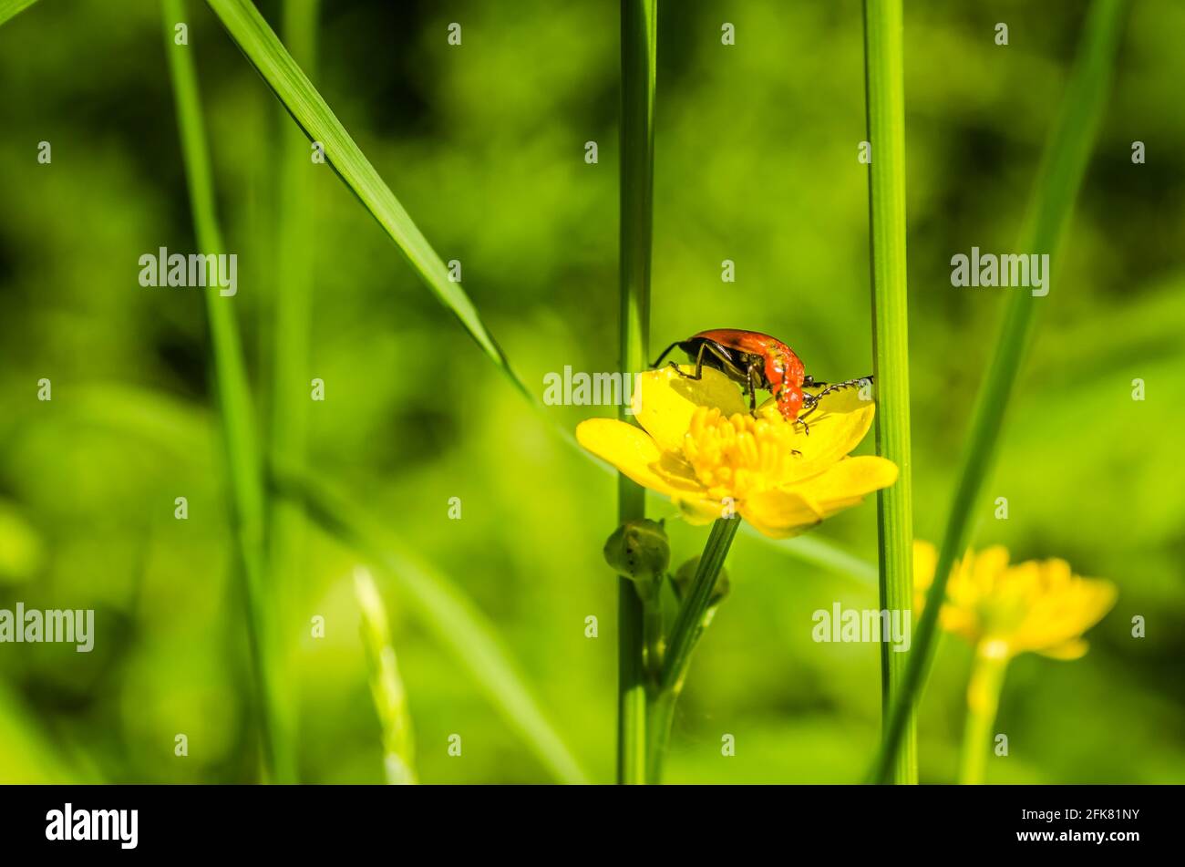 01. 05. 2017. Danube - Serbie, Novi Sad, Petrovaradin. Coccinellidae (coccinellidae) dans son environnement naturel sur l'herbe. Banque D'Images