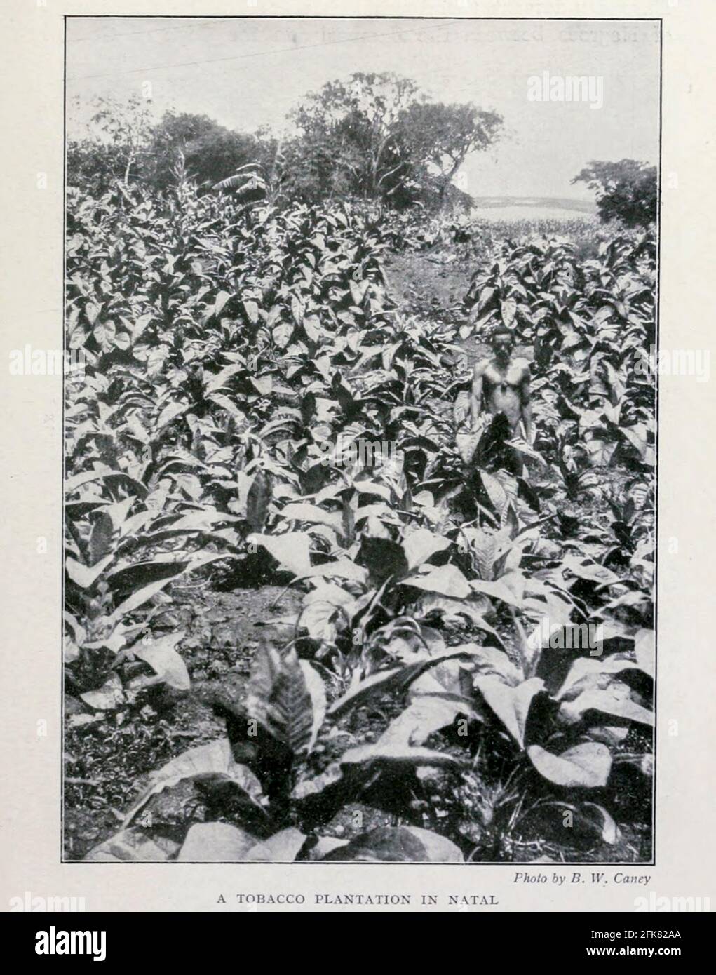 Une plantation de tabac à Natal du livre "Grande-Bretagne à travers les mers : Afrique : une histoire et une description de l'Empire britannique en Afrique" par Johnston, Harry Hamilton, Sir, 1858-1927 publié en 1910 à Londres par le dépôt de la Société nationale Banque D'Images