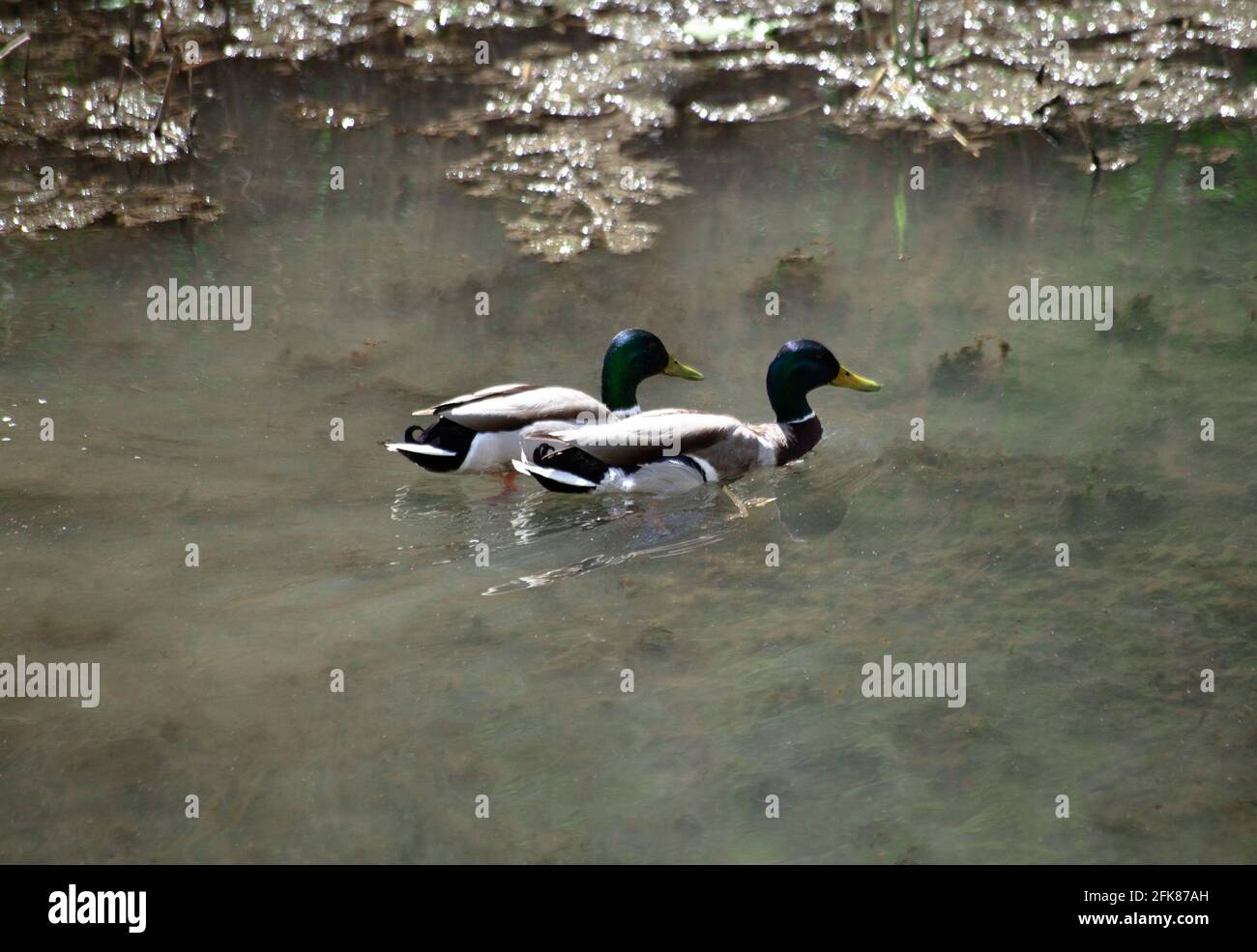 Deux canards colverts sur le lac. Le canard nage sur l'eau de la rivière. Oiseaux dans la faune. Les oiseaux migrateurs sont retournés à l'étang. Jour ensoleillé Banque D'Images