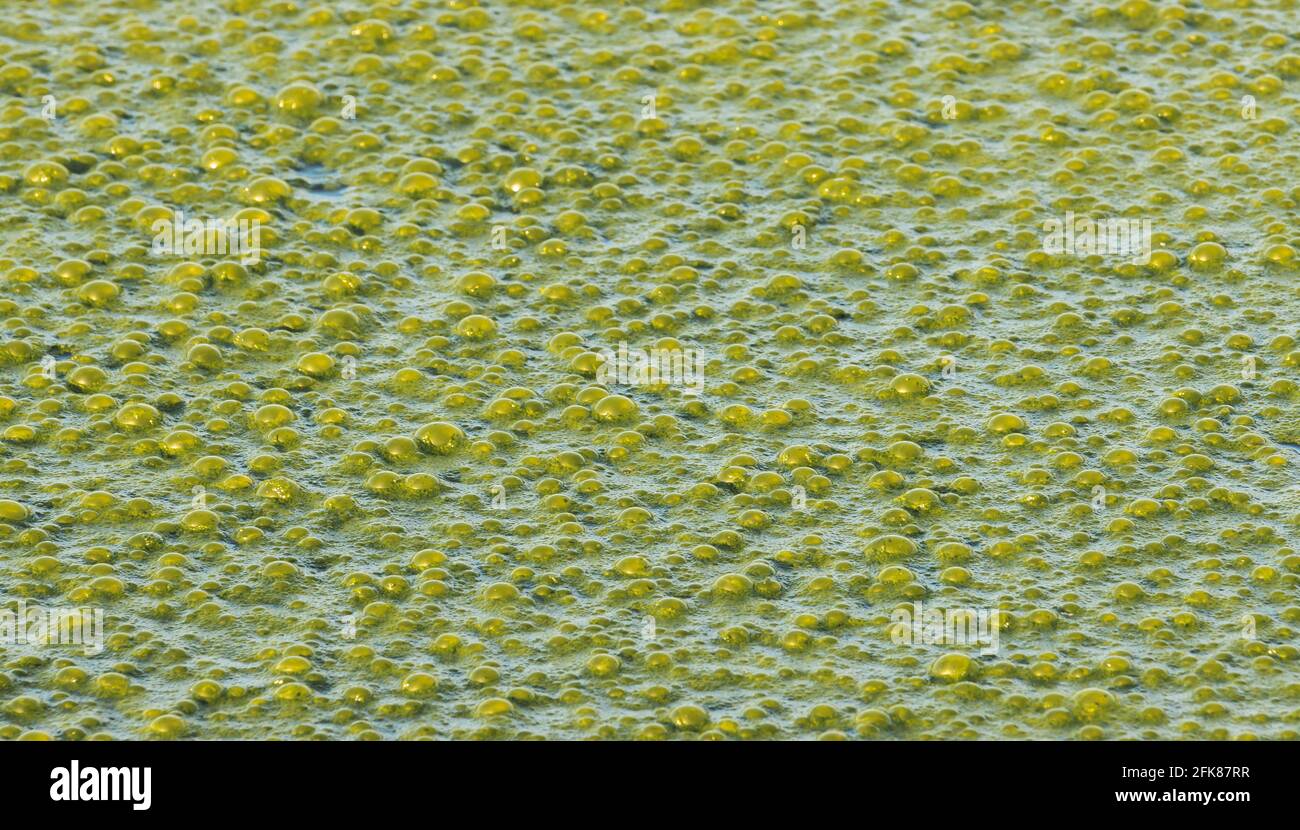 bulles vertes à la surface de l'eau Banque D'Images