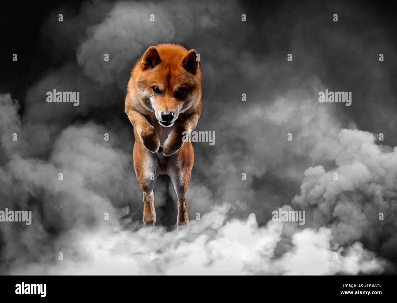 chien japonais shiba inu rouge en studio Banque D'Images