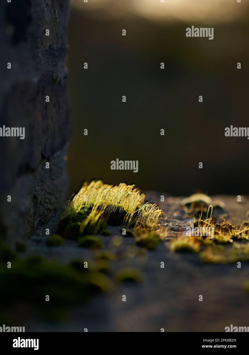 Une petite tache de mousse sur un mur de brique, les tendrils étendus comme de petits arbres, et fait doré par la lumière du soleil qui brille à travers elle. Banque D'Images