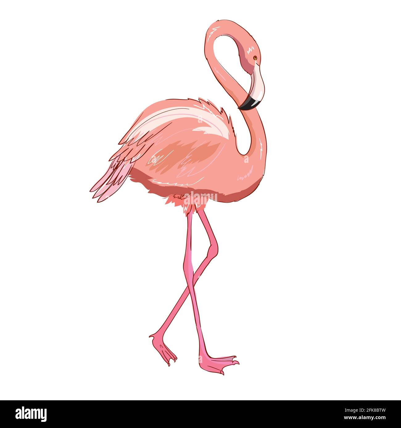 Illustration vectorielle rose flamants isolée sur fond blanc. Illustration de Vecteur