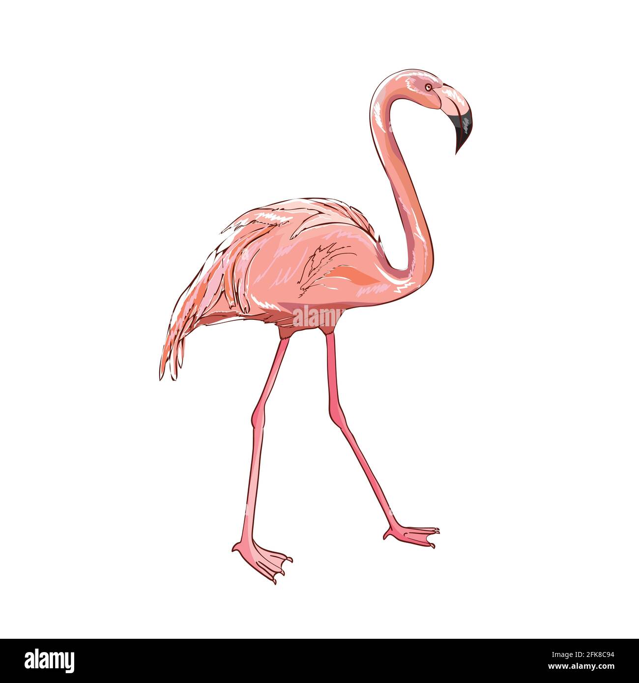 Illustration vectorielle rose flamants isolée sur fond blanc. Illustration de Vecteur