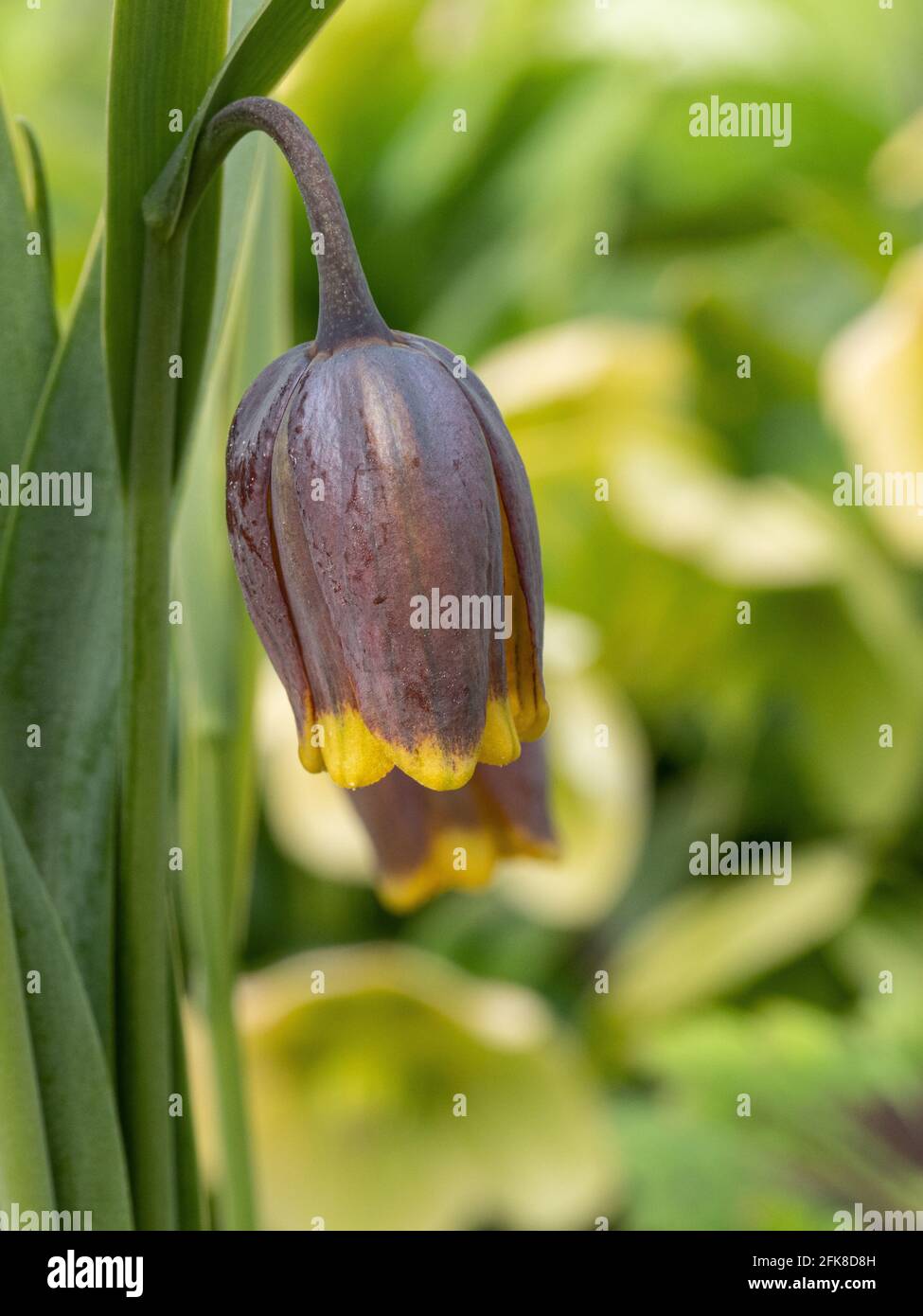 Une seule fleur brun-violet foncé de Fritilaria uva-vulpis Banque D'Images
