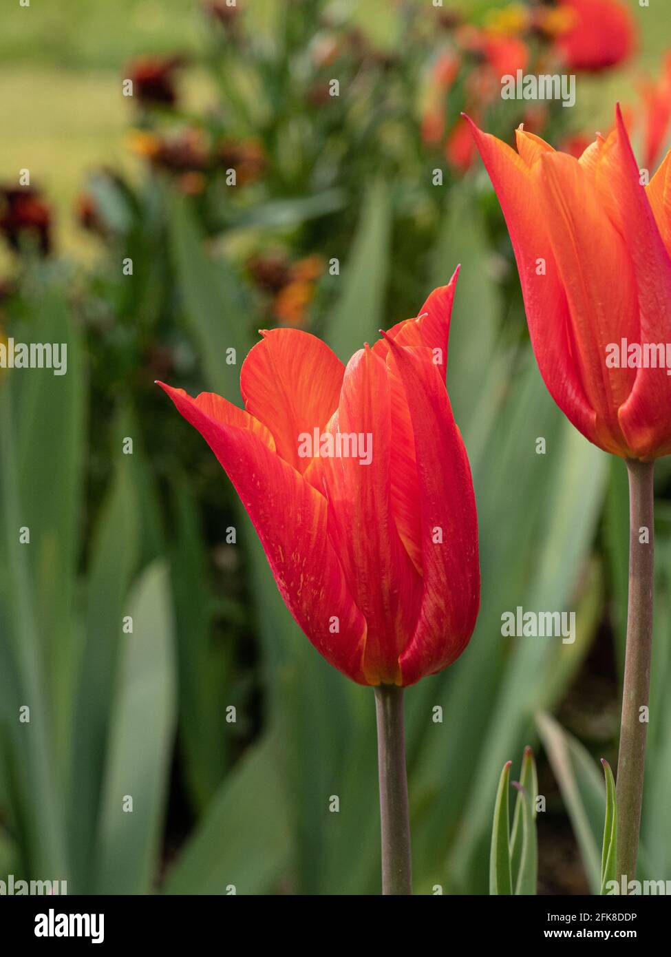 Un gros plan d'un groupe de fleurs du Ballerine tulipe orange Banque D'Images