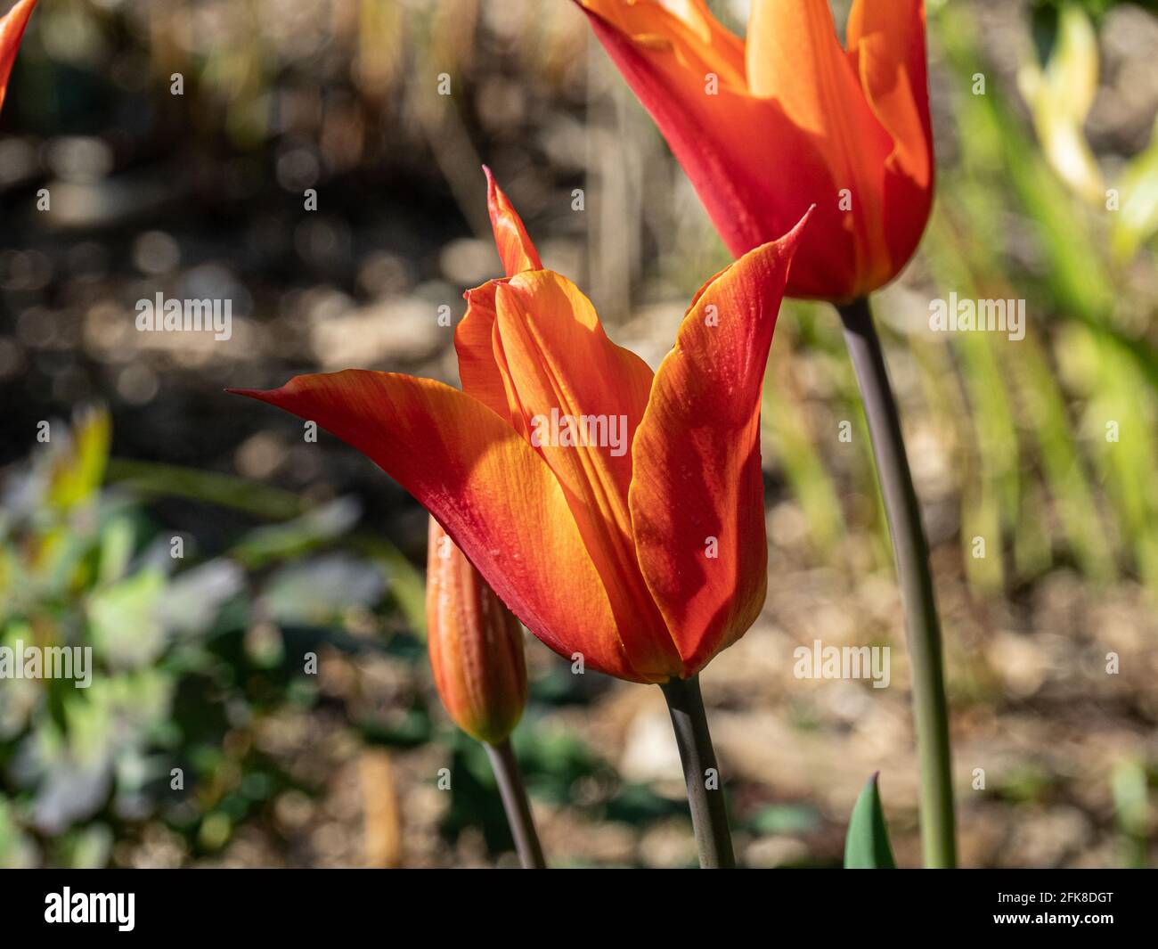 Un gros plan d'un groupe de fleurs du Ballerine tulipe orange Banque D'Images