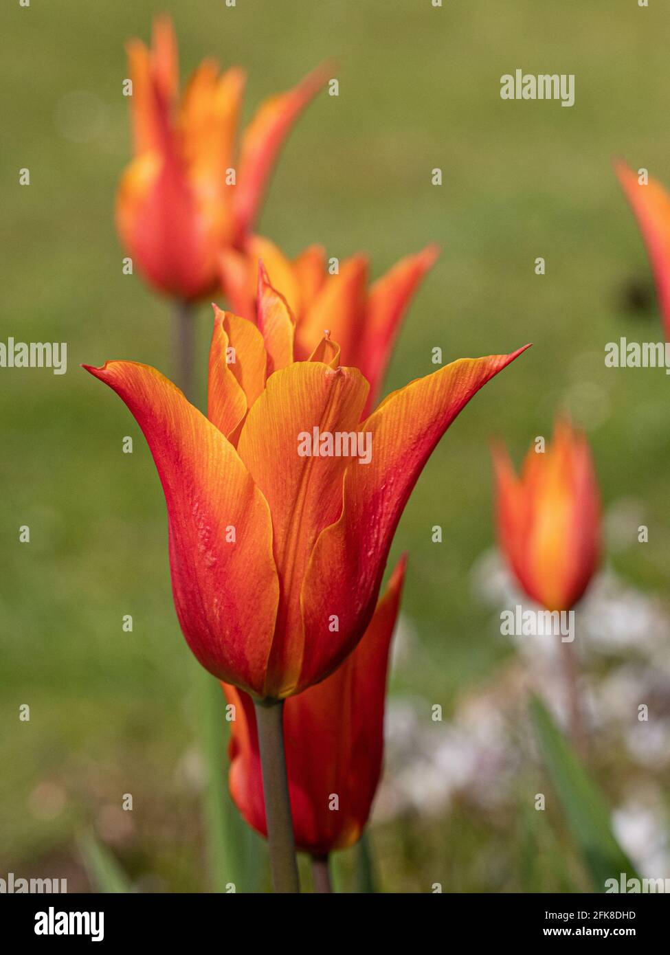 Un gros plan d'un groupe de fleurs du Ballerine tulipe orange Banque D'Images