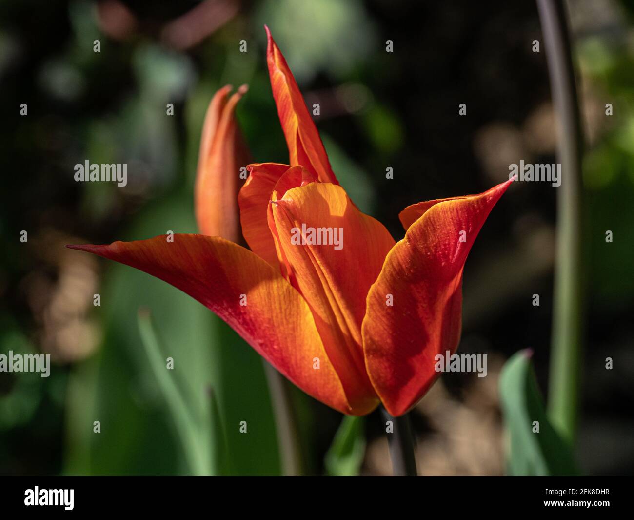 Un gros plan d'une fleur unique de l'orange Tulipe Ballerina Banque D'Images