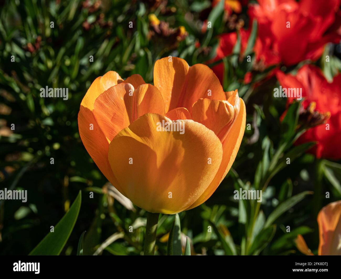 Une fermeture d'une tige unique de la décoloration jaune À Darwin tulipe orange Daydream Banque D'Images