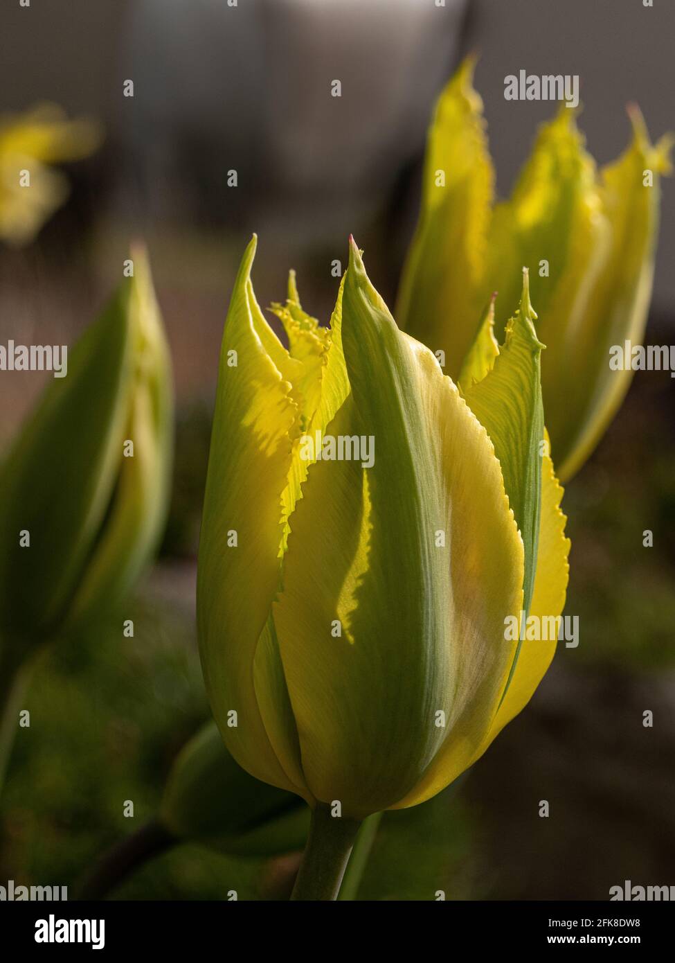 Un gros plan d'une seule fleur du jaune Et vert viridiflora tulipe Green Mile Banque D'Images