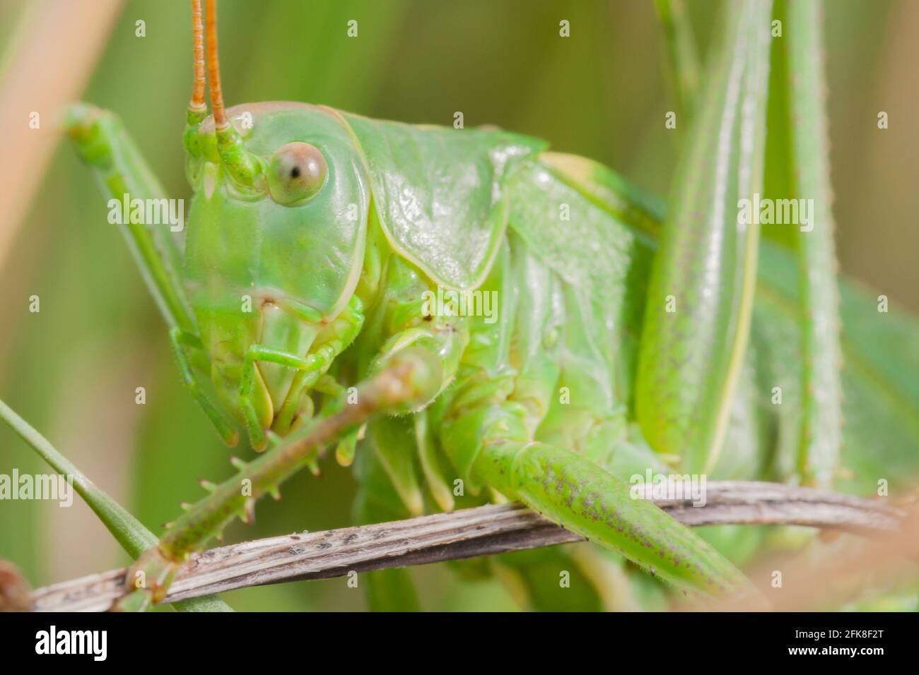 Grand buisson vert-cricket (Tetigonia viridissima). Dorset, Royaume-Uni. Banque D'Images