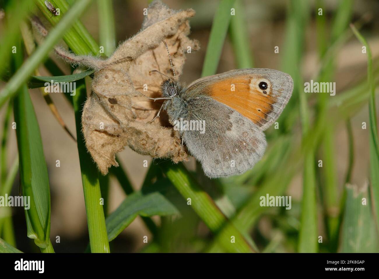 Petit heath (Coenonympha pamphilus) Banque D'Images