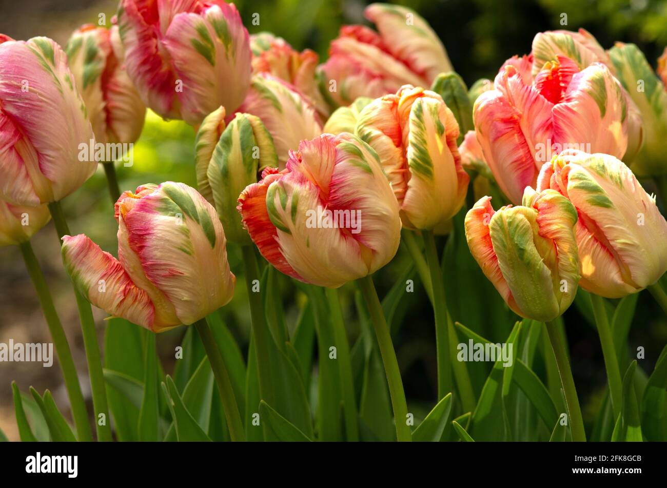 Tulip Apricot Parrot Banque D'Images