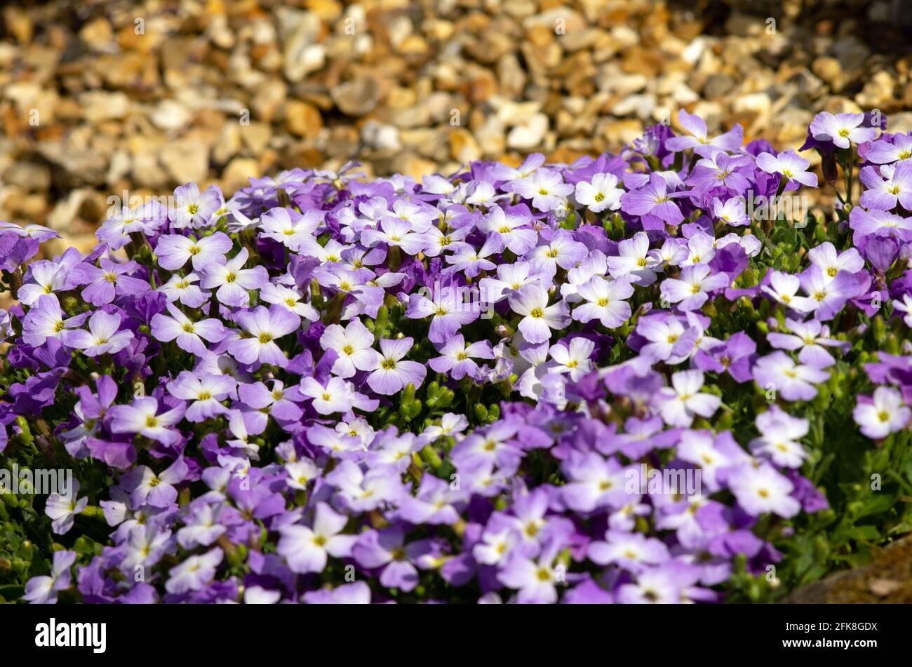 Aubretia Regado Bleu blanc Bicolor Banque D'Images