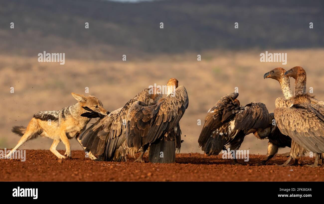 Les jackals et les vautours s'écrasent sur la nourriture. ZIMANGA PRIVATE GAME RESERVE, AFRIQUE DU SUD: VOIR le moment où trois jackals ont eu un REBUVE DE DEUX HEURES Banque D'Images