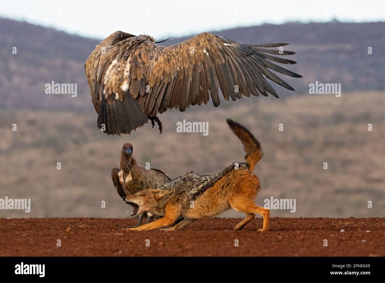 Le chacal avertit les vautours des dangers de s'aventurer plus près. ZIMANGA PRIVATE GAME RESERVE, AFRIQUE DU SUD: VOIR le moment où trois jackals ont eu un DEUX-H. Banque D'Images
