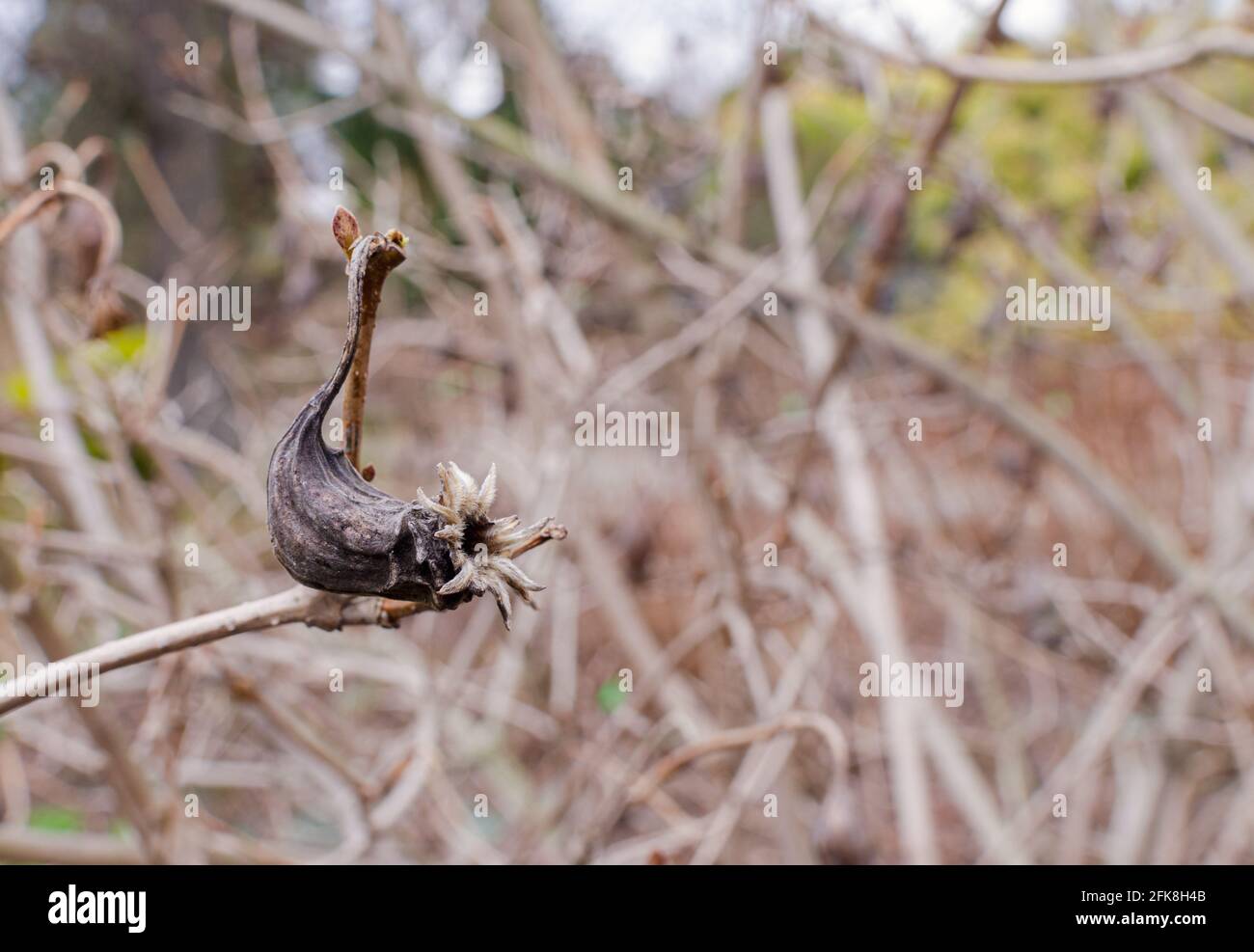 Édulcorant chinois - Calycanthus chinensis - boîte de semences ouverte et sèche Banque D'Images
