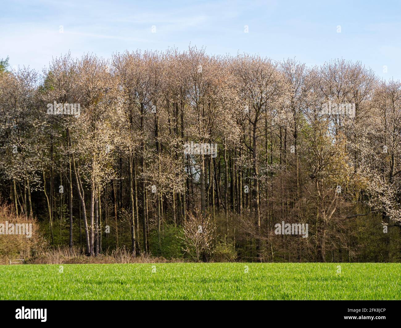 Bois de Scatterdells, Kings Langley. Ancienne forêt mature au bord du champ au printemps. Promenade sur le canal de Dacorum. Banque D'Images