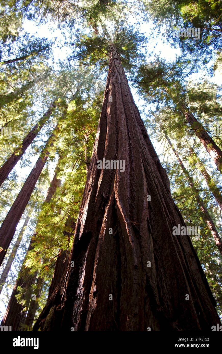 Le parc régional Humboldt Redwoods est un parc national de Californie, aux États-Unis, contenant la forêt Rockefeller, ancienne forêt de séquoias côtiers. Banque D'Images