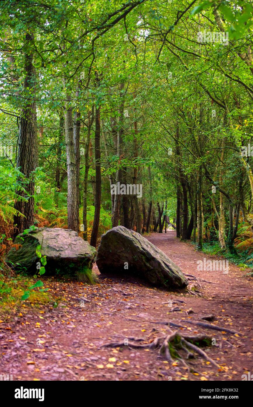 Sentier dans la forêt de Paimpont, Paimpont, France Banque D'Images