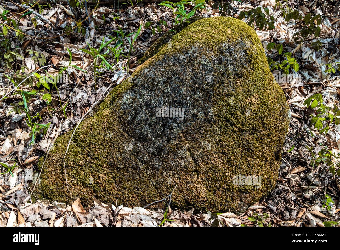 Une grande pierre naturelle recouverte de mousse se trouve dans la forêt parmi les feuilles mortes Banque D'Images