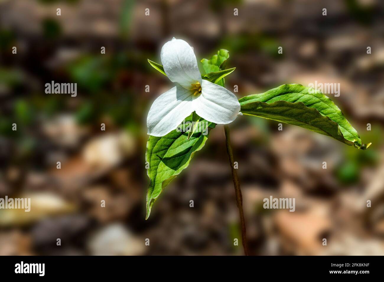 Les fleurs de Trillium bordeaux et blanches sont des symboles du Province de l'Ontario Banque D'Images