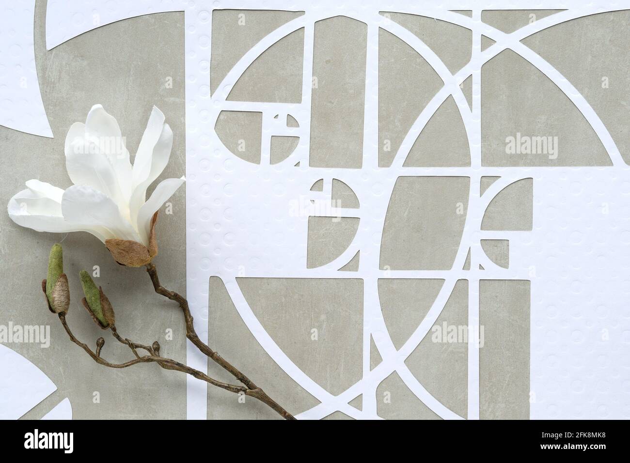 Fleur de magnolia blanche, cercles de séquence Fibonacci sur fond de pierre de beton. Ordre naturel, perfection. Concept Golden ratio. Vue de dessus, géométrique Banque D'Images