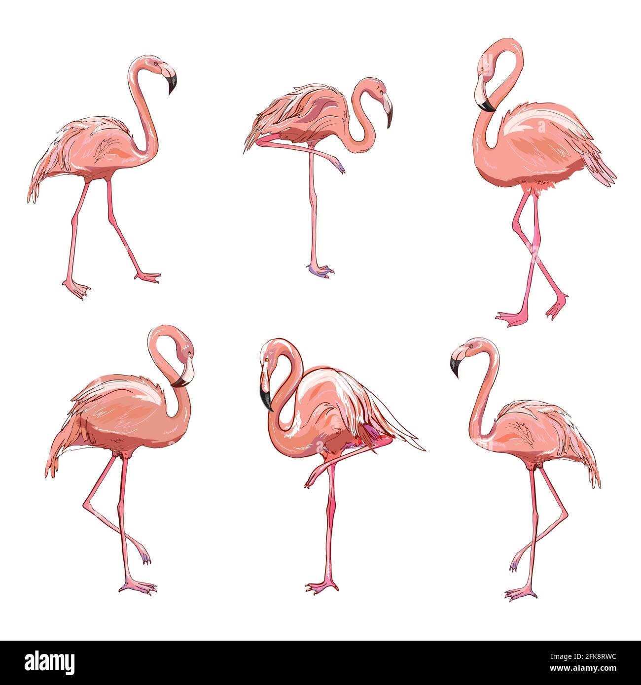 Ensemble vectoriel avec quatre flamants roses isolés sur fond blanc. Conception plate. Illustration de Vecteur