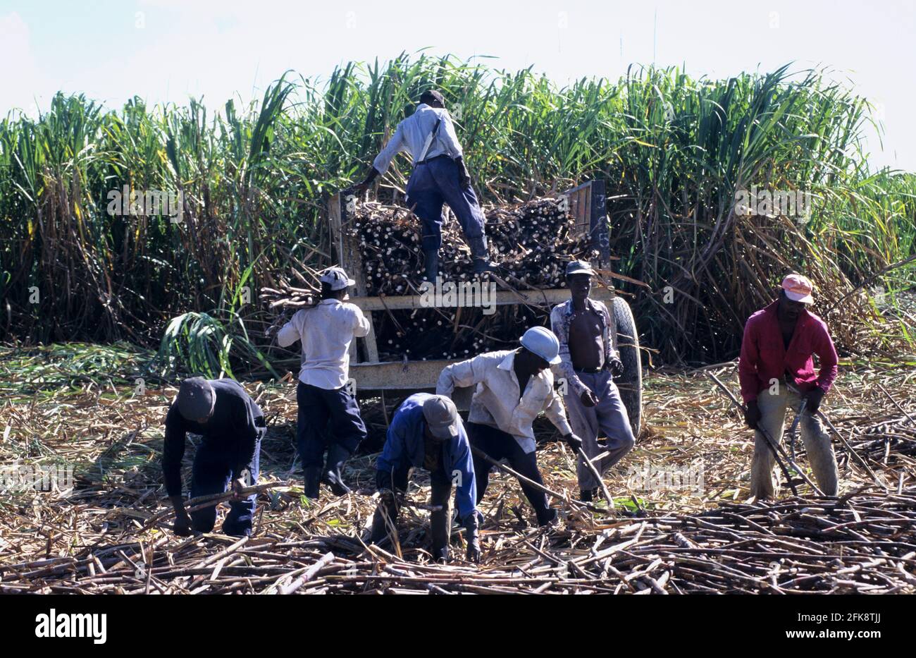 Dominikanische Republik, haitianische Zuckerrohr-Arbeiter, Ernte BEI Higüey Banque D'Images