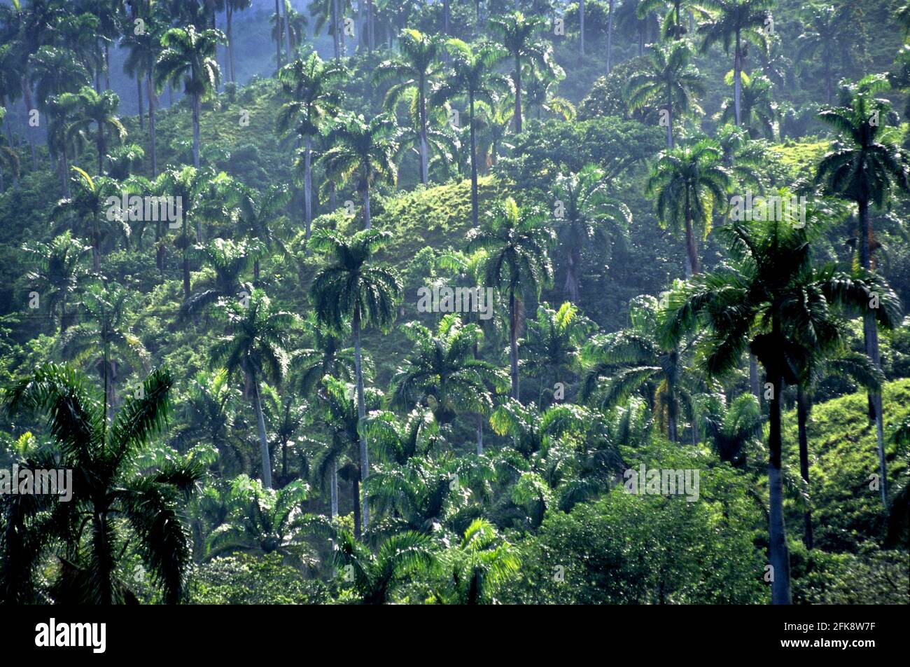 Dominikanische Republik, Palmenhain nach einem tropischen Regen, BEI Imbert Banque D'Images