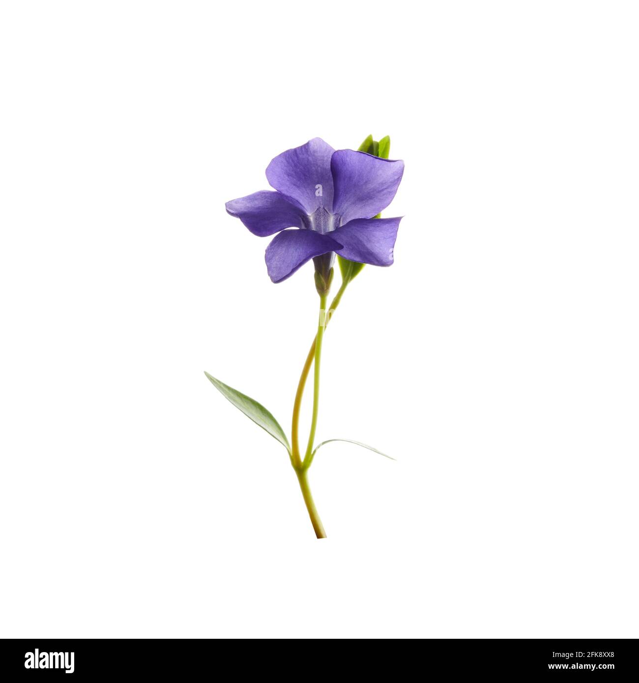 Fleur de cloche violette isolée sur fond blanc Photo Stock - Alamy