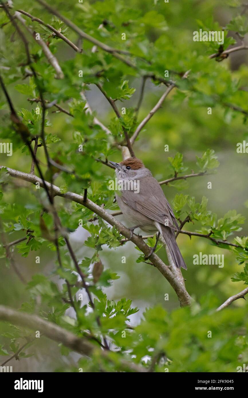 Blackcap femelle à Ham Wall Somerset Royaume-Uni Banque D'Images