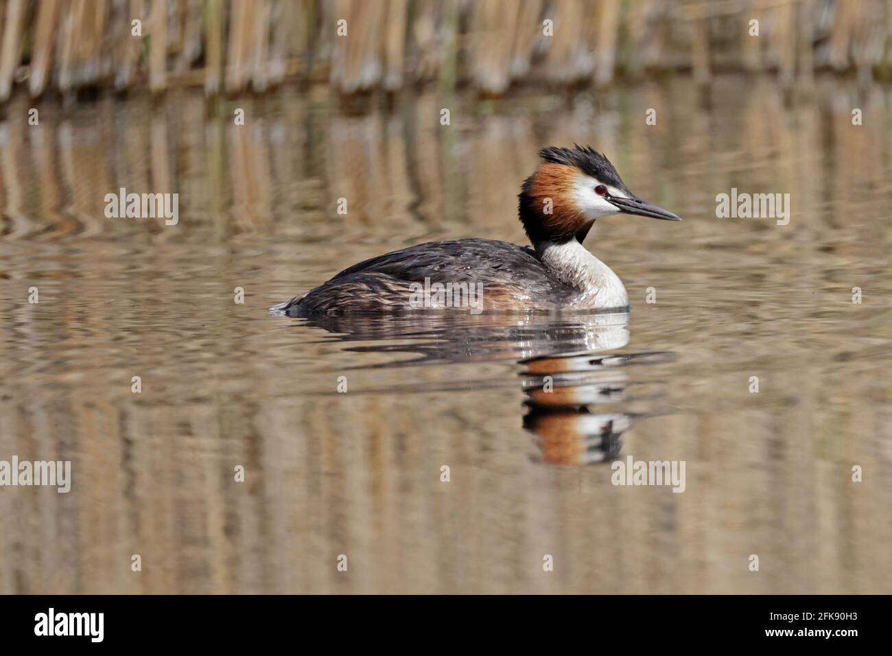 Great Crested Grebe à Ham Wall Somerset Royaume-Uni Banque D'Images