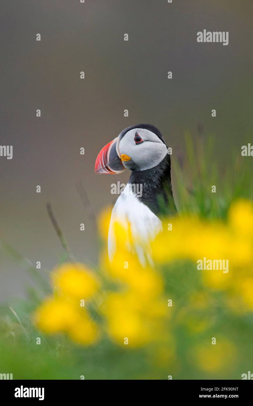 Macareux de l'Atlantique (Fratercula arctica) assis parmi des fleurs sauvages jaunes montrant un bec coloré dans la reproduction saison en été Banque D'Images