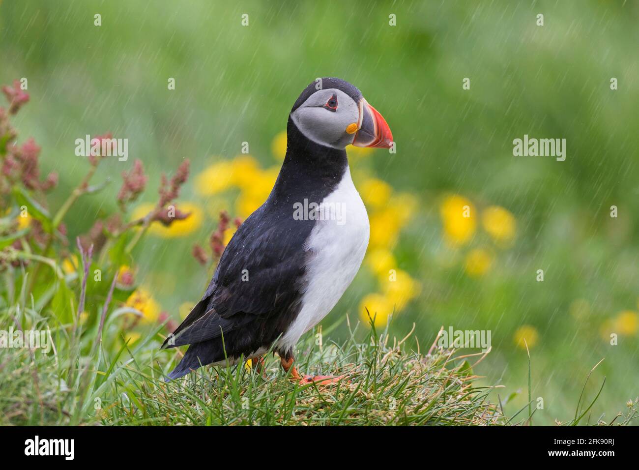 Macareux de l'Atlantique (Fratercula arctica) debout sous la pluie et montrant un bec coloré dans le saison de reproduction en été Banque D'Images